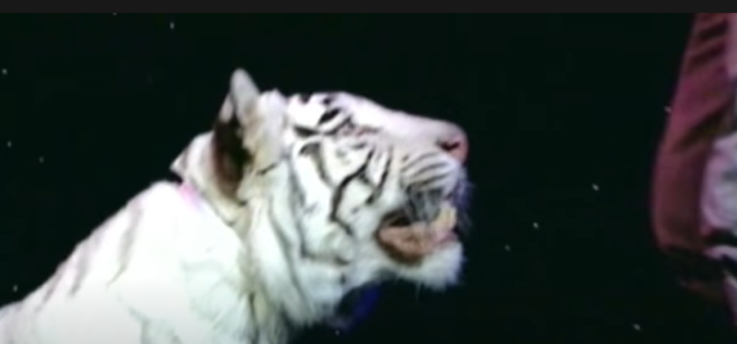 Siegfried and Roy Tiger attack video original, Podcast revisits Siegfried and Roy tiger attack
