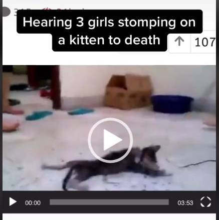 MRandom News 3 girl 1 kitten video leaked on twitter and reddit, Whats happened